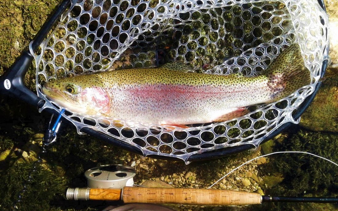 Halbach Regenbogenforelle