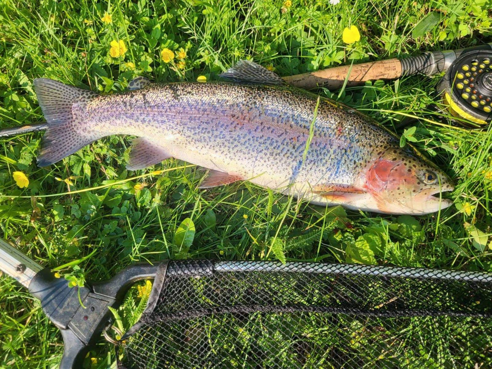 Regenbogenforelle Fischa Dagnitz