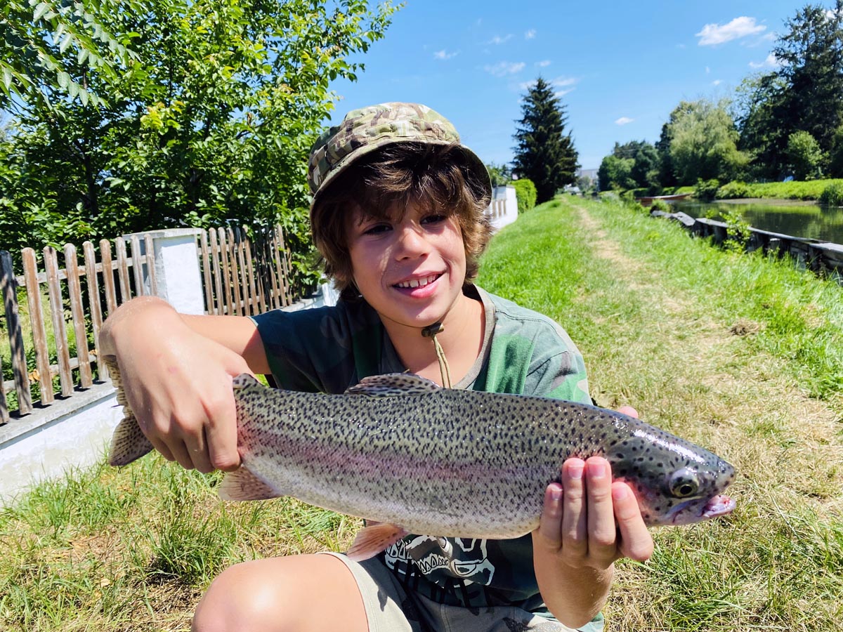 Regenbogenforelle Warme Fischa